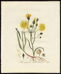 Attēlu rezultāti vaicājumam “Hieracium umbellatum”