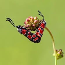 Attēlu rezultāti vaicājumam “Zygaena sp.”