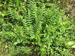 Attēlu rezultāti vaicājumam “Filipendula vulgaris fruit”