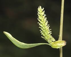 Attēlu rezultāti vaicājumam “Salix myrsinifolia female flower”