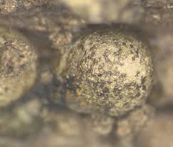 Attēlu rezultāti vaicājumam “Physarum globuliferum spores”