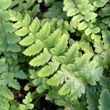 Attēlu rezultāti vaicājumam “Polystichum aculeatum”
