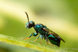 Attēlu rezultāti vaicājumam “Hedychrum sp.”