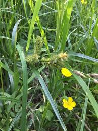 Attēlu rezultāti vaicājumam “Carex hirta female flower”
