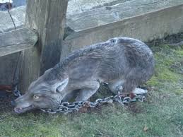 Image result for Hartlepool Coyotes