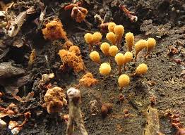 Attēlu rezultāti vaicājumam “Hemitrichia chrysospora macro”