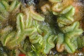 Attēlu rezultāti vaicājumam “Riccia glauca”