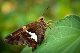 Attēlu rezultāti vaicājumam “Hesperia comma”