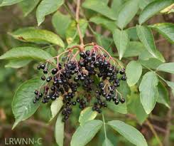 Attēlu rezultāti vaicājumam “Sambucus nigra fruit”