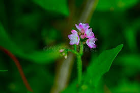 Attēlu rezultāti vaicājumam “Polygonaceae”