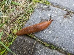 Attēlu rezultāti vaicājumam “Arion lusitanicus”