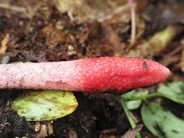 Attēlu rezultāti vaicājumam “Mutinus ravenelii”