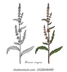Attēlu rezultāti vaicājumam “Rumex aquaticus fruit”