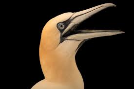 Image result for Morus bassanus