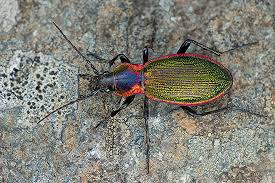 Attēlu rezultāti vaicājumam “Carabus arcensis”