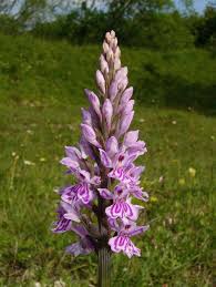Attēlu rezultāti vaicājumam “Dactylorhiza fuchsii bud”