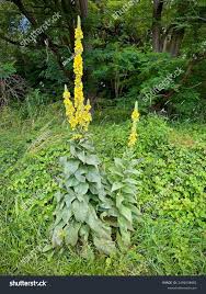Attēlu rezultāti vaicājumam “Verbascum thapsus”