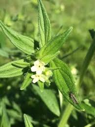 Attēlu rezultāti vaicājumam “Lithospermum officinale”