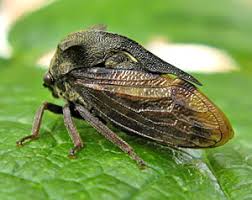 Attēlu rezultāti vaicājumam “Thecabius affinis imago”