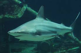 Image result for Carcharhinus limbatus