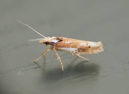 Attēlu rezultāti vaicājumam “Ypsolopha parenthesella”