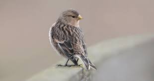 Image result for twite photo