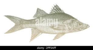 Image result for Centropomus parallelus