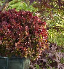 Attēlu rezultāti vaicājumam “Berberis thunbergii”