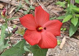 Image result for Abelmoschus moschatus