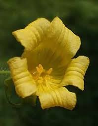 Attēlu rezultāti vaicājumam “Thladiantha dubia”