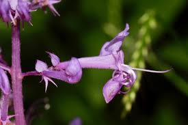 Attēlu rezultāti vaicājumam “Labiatae”