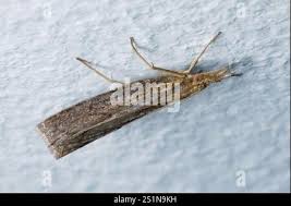 Attēlu rezultāti vaicājumam “Pediasia contaminella”