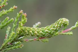 Attēlu rezultāti vaicājumam “Anarta myrtilli”