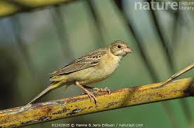 Image result for Emberiza melanocephala
