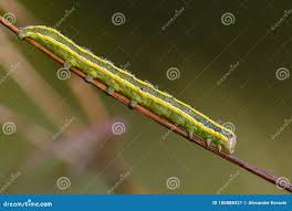 Attēlu rezultāti vaicājumam “Ceramica pisi larva”