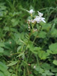 Attēlu rezultāti vaicājumam “Cardamine bulbifera leaf”