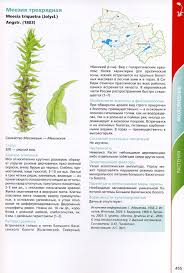 Attēlu rezultāti vaicājumam “Meesia triquetra”