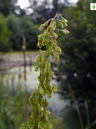 Attēlu rezultāti vaicājumam “Rumex aquaticus fruit”