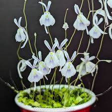 Image result for Utricularia