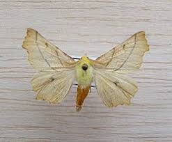 Attēlu rezultāti vaicājumam “Ennomos alniaria”