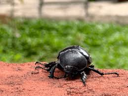 Attēlu rezultāti vaicājumam “Insecta”