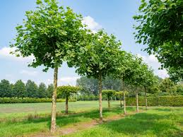 Attēlu rezultāti vaicājumam “Platanus x hispanica (syn. Platanus x acerifolia)”