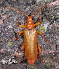 Attēlu rezultāti vaicājumam “Rhamnusium bicolor”