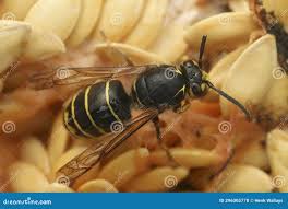 Attēlu rezultāti vaicājumam “Dolichovespula media”