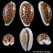 Attēlu rezultāti vaicājumam “Cribraria oregana”