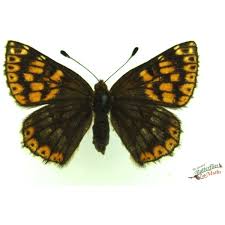 Attēlu rezultāti vaicājumam “Hamearis lucina”