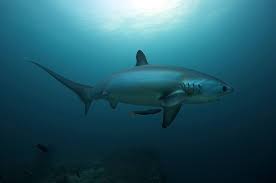 Image result for Alopias pelagicus