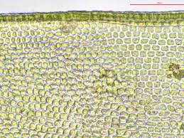 Attēlu rezultāti vaicājumam “Orthotrichum cupulatum var. riparium sporophyte”