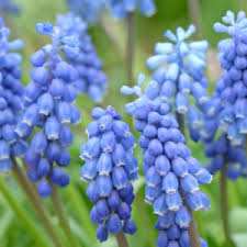 Attēlu rezultāti vaicājumam “Muscari armeniacum”