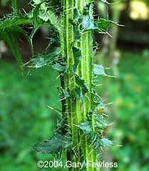 Attēlu rezultāti vaicājumam “Cirsium palustre leaf”